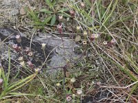 Erigeron acer 11, Scherpe fijnstraal, Saxifraga-Peter Meininger