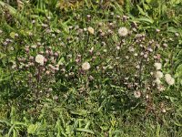 Erigeron acer 12, Scherpe fijnstraal, Saxifraga-Peter Meininger