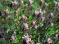 Erigeron acer 13, Scherpe fijnstraal, Saxifraga-Ed Stikvoort