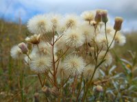 Erigeron acer 14, Scherpe fijnstraal, Saxifraga-Ed Stikvoort