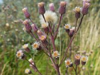 Erigeron acer 15, Scherpe fijnstraal, Saxifraga-Ed Stikvoort