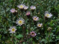 Erigeron acer 16, Scherpe fijnstraal, Saxifraga-Ed Stikvoort