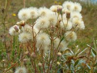 Erigeron acer 18, Scherpe fijnstraal, Saxifraga-Ed Stikvoort