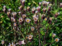 Erigeron acer 19, Scherpe fijnstraal, Saxifraga-Ed Stikvoort