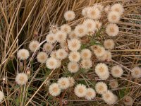 Erigeron acer 3, Scherpe fijnstraal, Saxifraga-Peter Meininger