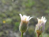 Erigeron acer 47, Scherpe fijnstraal, Saxifraga-Rutger Barendse