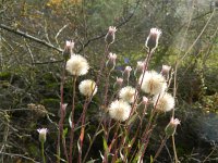 Erigeron acer 48, Scherpe fijnstraal, Saxifraga-Rutger Barendse