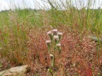 Erigeron acer 49, Scherpe fijnstraal, Saxifraga-Rutger Barendse