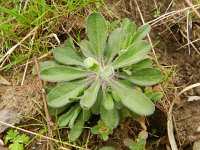 Erigeron acer 51, Scherpe fijnstraal, Saxifraga-Rutger Barendse