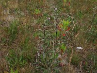 Erigeron acer 53, Scherpe fijnstraal, Saxifraga-Hans Boll