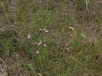 Erigeron acer 56, Scherpe fijnstraal, Saxifraga-Hans Boll