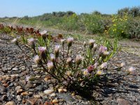 Erigeron acer 59, Scherpe fijnstraal, Saxifraga-Ed Stikvoort