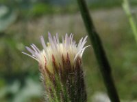 Erigeron acer 6, Scherpe fijnstraal, Saxifraga-Rutger Barendse