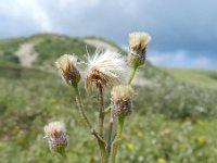 Erigeron acer 60, Scherpe fijnstraal, Saxifraga-Rutger Barendse