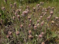 Erigeron acer 61, Scherpe fijnstraal, Saxifraga-Ed Stikvoort