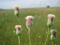 Erigeron acer 7, Scherpe fijnstraal, Saxifraga-Jasenka Topic