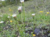 Erigeron acer ssp serotinus 23, Saxifraga-Rutger Barendse