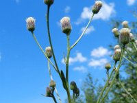 Erigeron acer ssp serotinus 28, Saxifraga-Rutger Barendse