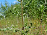 Erigeron acer ssp serotinus 29, Saxifraga-Rutger Barendse