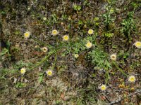 Erigeron acer ssp serotinus 31, Saxifraga-Rutger Barendse