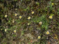 Erigeron acer ssp serotinus 32, Saxifraga-Rutger Barendse