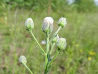 Erigeron acer ssp serotinus 35, Saxifraga-Rutger Barendse