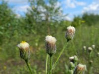 Erigeron acer ssp serotinus 37, Saxifraga-Rutger Barendse