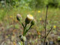 Erigeron acer ssp serotinus 39, Saxifraga-Rutger Barendse