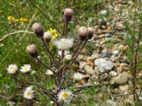 Erigeron acer ssp serotinus 40, Saxifraga-Rutger Barendse