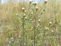 Erigeron acer ssp serotinus 42, Saxifraga-Rutger Barendse