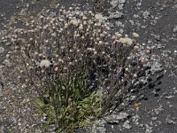 Erigeron acris 63, Scherpe fijnstraal, Saxifraga-Willem van Kruijsbergen