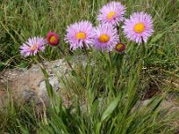 Erigeron caucasicus ssp venustus 5, Saxifraga-Ed Stikvoort