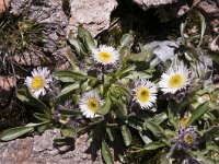 Erigeron glabratus 2, Saxifraga-Luuk Vermeer