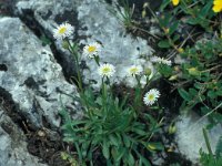 Erigeron glabratus 5, Saxifraga-Jan van der Straaten