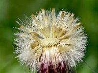 Erigeron uniflorus 10, Saxifraga-Sonja Bouwman  One-flowered fleabane - Erigeron uniflorus - Asteraceae familie