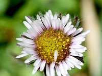 Erigeron uniflorus 13, Saxifraga-Sonja Bouwman  One-flowered fleabane - Erigeron uniflorus - Asteraceae familie; Gemmipas, Alp Trider (Zw)