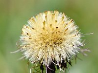 Erigeron uniflorus 14, Saxifraga-Sonja Bouwman  One-flowered fleabane - Erigeron uniflorus - Asteraceae familie