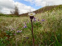 Erigeron uniflorus 15, Saxifraga-Hans Grotenhuis