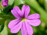 Erinus alpinus 21, Saxifraga-Sonja Bouwman  Alpenleverbalsem - Erinus alpinus - Scrophulariacea familie