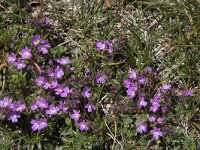 Erinus alpinus 24, Saxifraga-Willem van Kruijsbergen