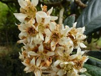 Eriobotrya japonica 3, Japanse mispel, Saxifraga-Ed Stikvoort