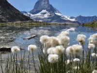 Eriophorum scheuchzeri 35, Saxifraga-Harry Jans