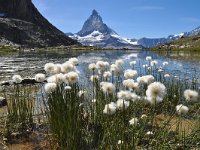 Eriophorum scheuchzeri 36, Saxifraga-Harry Jans