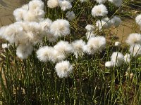 Eriophorum scheuchzeri 37, Saxifraga-Harry Jans