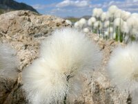 Eriophorum scheuchzeri 40, Saxifraga-Tom Heijnen