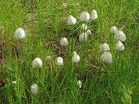 Eriophorum scheuchzeri 42, Saxifraga-Hans Grotenhuis