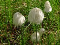 Eriophorum scheuchzeri 43, Saxifraga-Hans Grotenhuis