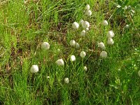 Eriophorum scheuchzeri 44, Saxifraga-Hans Grotenhuis