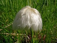 Eriophorum scheuchzeri 45, Saxifraga-Hans Grotenhuis