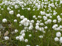 Eriophorum scheuchzeri 46, Saxifraga-Hans Grotenhuis